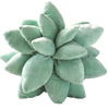45CM Plante Succulente Coussin en Peluche
